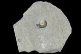 Fossil Ammonites (Promicroceras) - Lyme Regis #110721-1